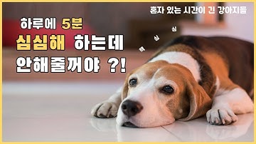 터그놀이 모르던 강아지도 쉽게 하는 방법!