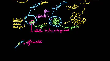 Quelles sont les cellules souches embryonnaires