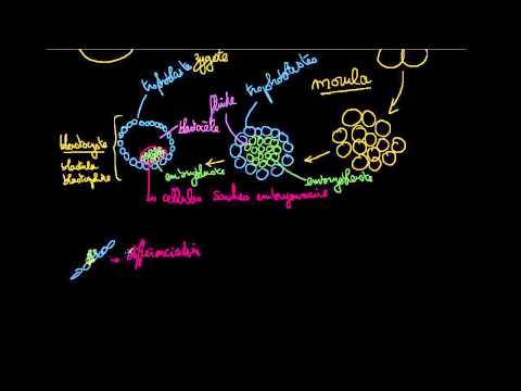 Vidéo: Étudier Le Rôle Des ARN Super-amplificateurs Sous-jacents à La Différenciation Des Cellules Souches Embryonnaires