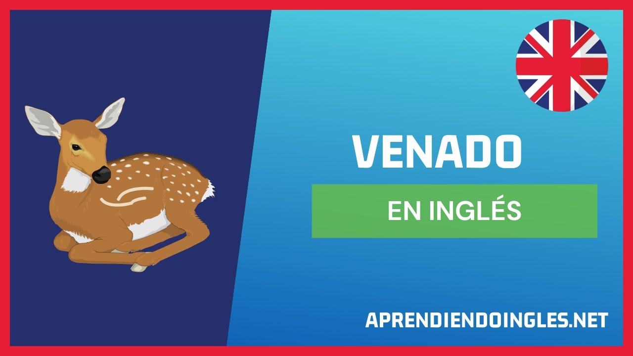 CÓMO se dice VENADO en INGLÉS 2022 🚀 APRENDE A ESCRIBIR DEER ...