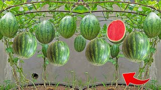 Easy way: how to growing watermelon in a bag get lots of fruit fast in just 42 days