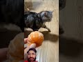 cute cat fun #shorts