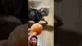 cute cat fun #shorts