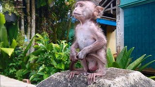 Good Morning Wash And Search The Sunshine, My Friends