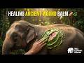The Healer's Touch: Elephant Wounds ASMR – Soothing Bug Removal &amp; Natural Balm