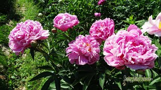 Collection Of Peony Flower Pictures With Beautiful Music | Utra Hd 4k screenshot 5