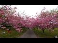 2026.4『羅生門さくら公園🌸』岡山県新見市草間