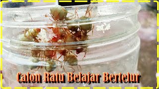 Cara Karantina Calon Ratu Agar Cepat Bertelur