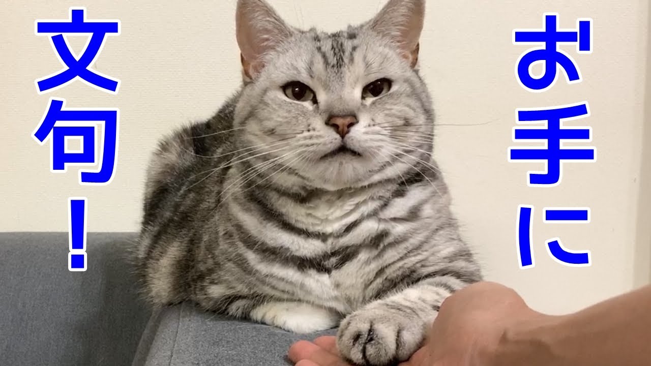 猫のお手に不満があるあんなちゃん おしゃべりペット Youtube