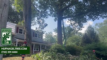 Safe Tree Trimming Near Home in Middletown, NJ | Hufnagel Tree Service