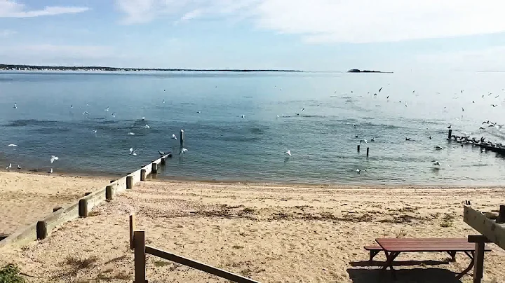 Bluefish Frenzy