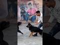 اخطر مواجهه بين بولا و كلابي الروت
