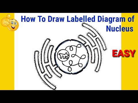 How to draw nucleus | how to draw diagram of nucleus | how to draw