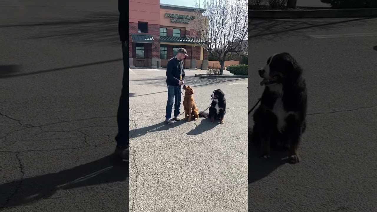 Loose leash walking two dogs the Safeway