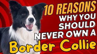 10 Reasons Why You Should NEVER Own a Border Collie