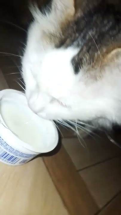 Котик пьёт молоко - YouTube