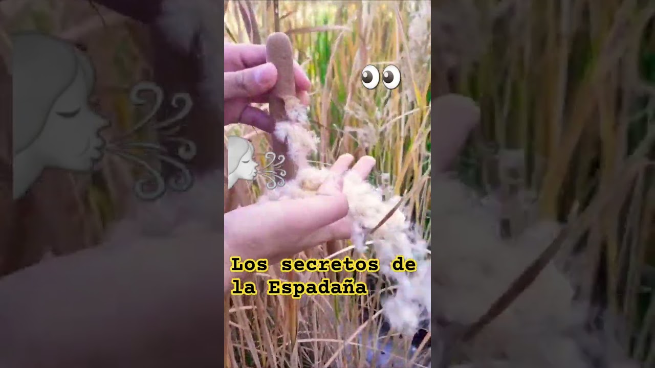 Abriendo una Espadaña. 🌬🌾 Irresistible no probar alguna vez. Typha Latifolia.💚 Valladolid, Spain.