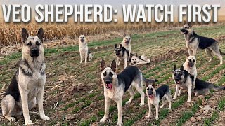 Stop Buying The East European Shepherd (The Cold War Truth)