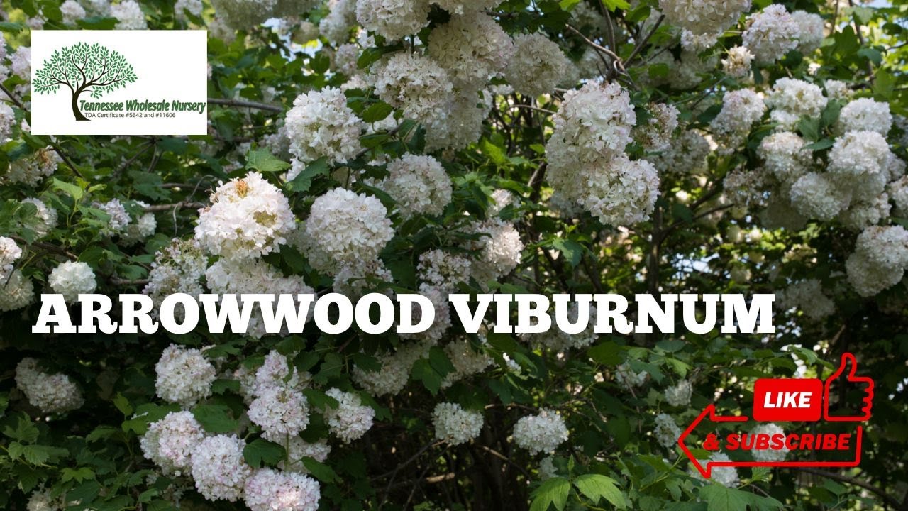 Arrowwood Viburnum Shrubs Tn Nursery YouTube