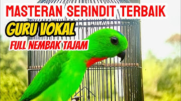 MASTERAN BURUNG SERINDIT NEMBAK TAJAM GACOR ,Bikin emosi semua burung Serindit
