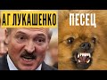 ЛУКАШЕНКО СЛИШКОМ ЗДОРОВ. БЕЛАРУСЬ СПАСЁТ ПРЕЗИДЕНТ-ИНВАЛИД