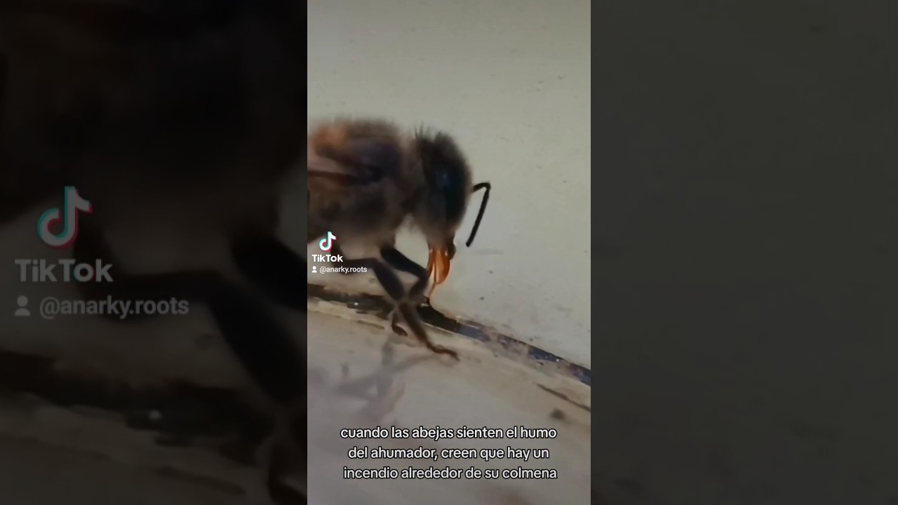 Este es el motivo por el que no pican las abejas 🐝 