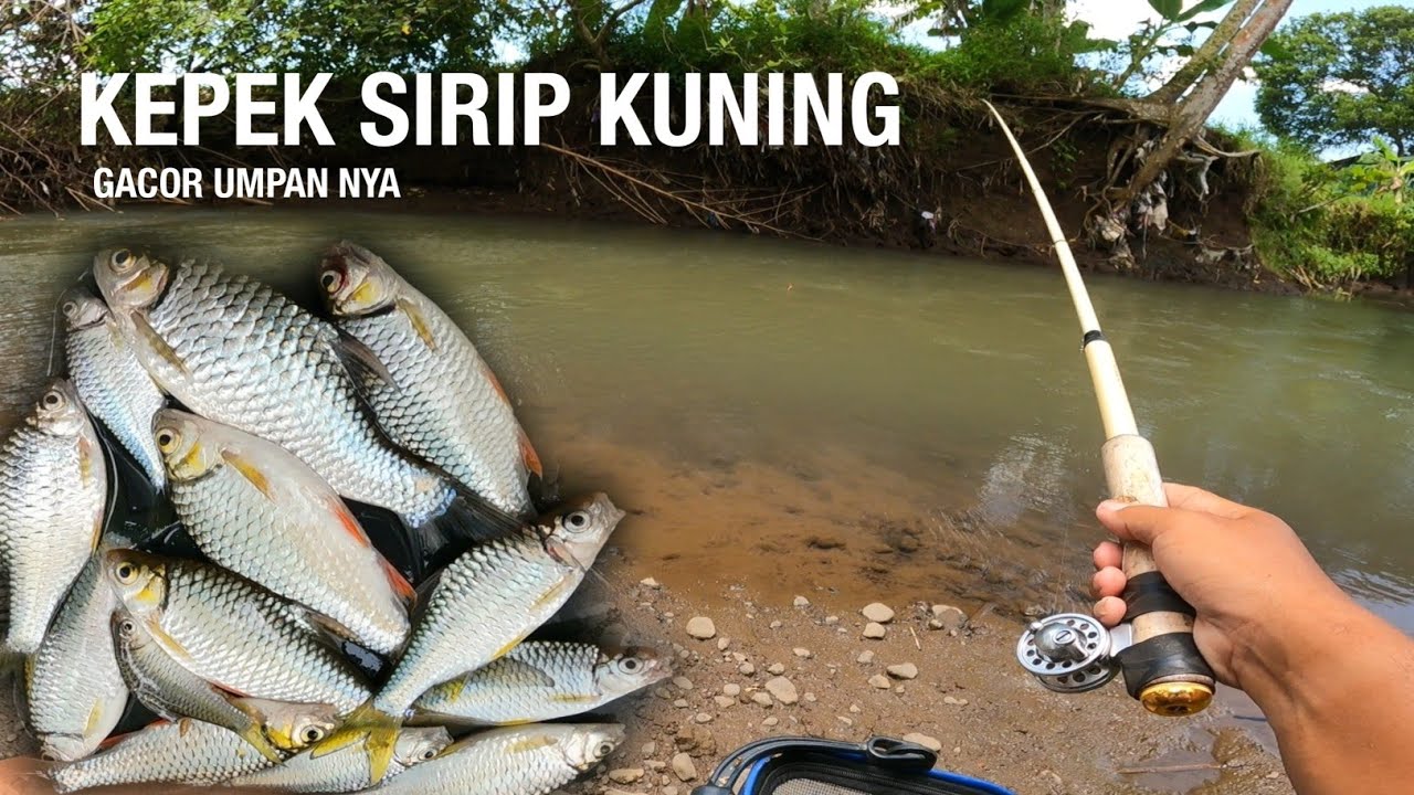 UMPAN INI MEMANG AMPUH DI SEGALA KONDISI AIR ‼️MANCING WADER KEPEK