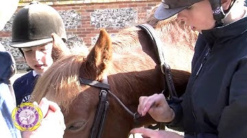 Putting on a Bridle