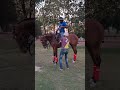 Polo Life #kumauni #horse #polo #shortsfeed #gameplay #sports #lucky