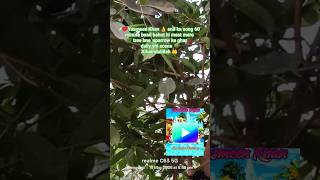 ♥️#Yasmeen Khan is Live#mere ghar#tree 🌳bne#Sparrow ka ghar🤲#Alhamdulillah#chirping 🫶daily ki ladai