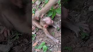 #BabyMonkey #CuteMonkey #FunnyMonkey #MonkeyLove #MonkeyLife #LittleMonkey #MonkeyVibes #PetMonkey