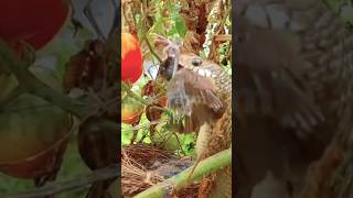 Ular makan anak burung kutilang #shortvideo #shorts #burung #ular