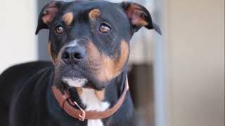 BRUTAL pitbull rottweiler MIX el Pitweiler by amazing videos 49 views 11 days ago 1 minute, 47 seconds