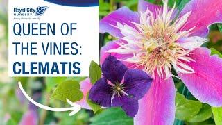 Queen Of The Vines Clematis