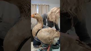 How to Diaper Goose, Duck or Chicken at Leighton's Landing Farm. Link Below
