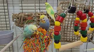 budgie sounds