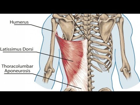 Video: Welke levert latissimus dorsi?