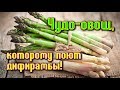 СПАРЖА - ЧУДО-ОВОЩ, КОТОРОМУ ПОЮТ ДИФИРАМБЫ