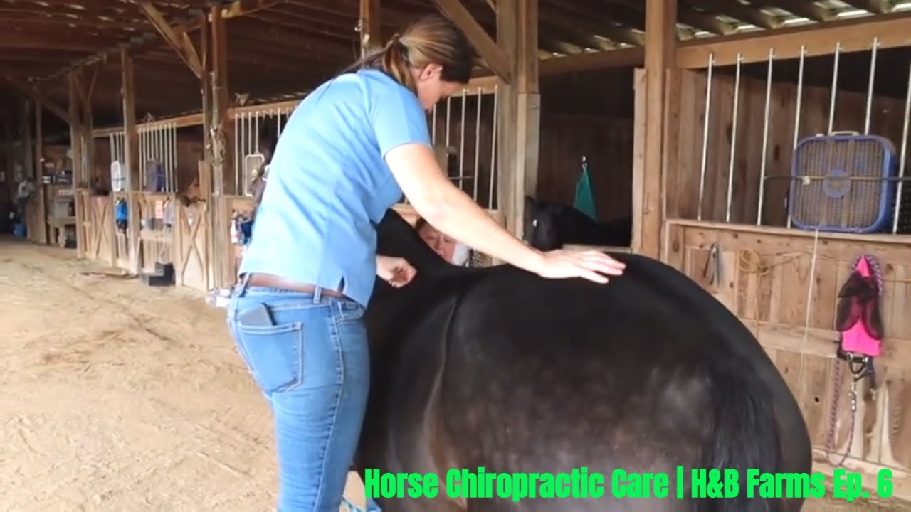 Ep. 6 - Horse Chiropractic | Guinness gets a chiropractic adjustment! #farm #horse #chiropractic