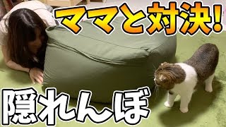 深夜に謎の遊びが始まったぞ！な猫