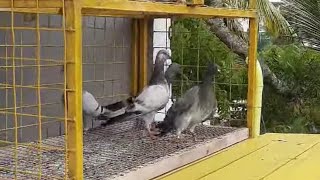 tippler pigeon training (Askin cool)