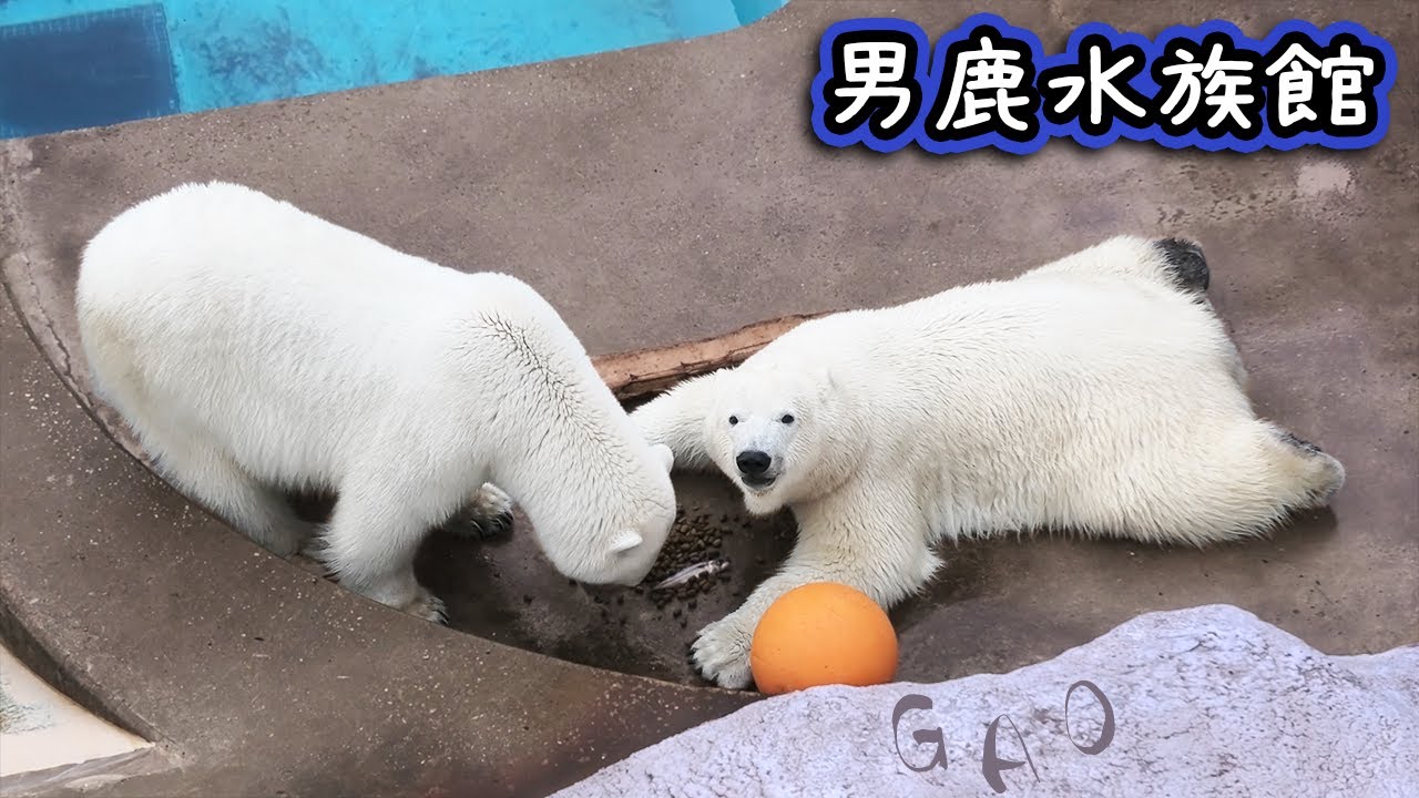 Polar bear｜ホッキョクグマ シロクマ フブキ ユキ 男鹿水族館 GAO