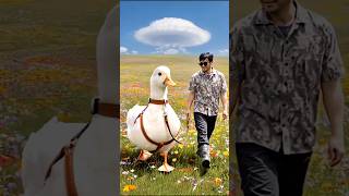 ソラ君一緒散歩 #duck #mypetdn #pertenakan #goose #funny #animals #cute #farming #callduck #birds #pets