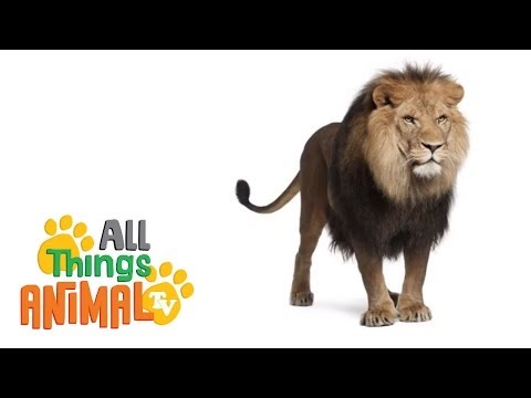 *-lions-*-|-animals-for-kids-|-all-things-animal-tv