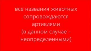 Дикие животные Африки Дикие животные Африки