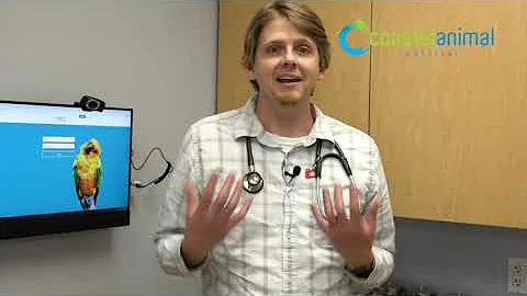 Grain Free Diets: What are the risks and are they better?