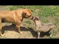 I'm pitbull pee-chan.com 土佐ピットvs ピーちゃん.com 体重差3倍以上 アメリカンピットブルテリア