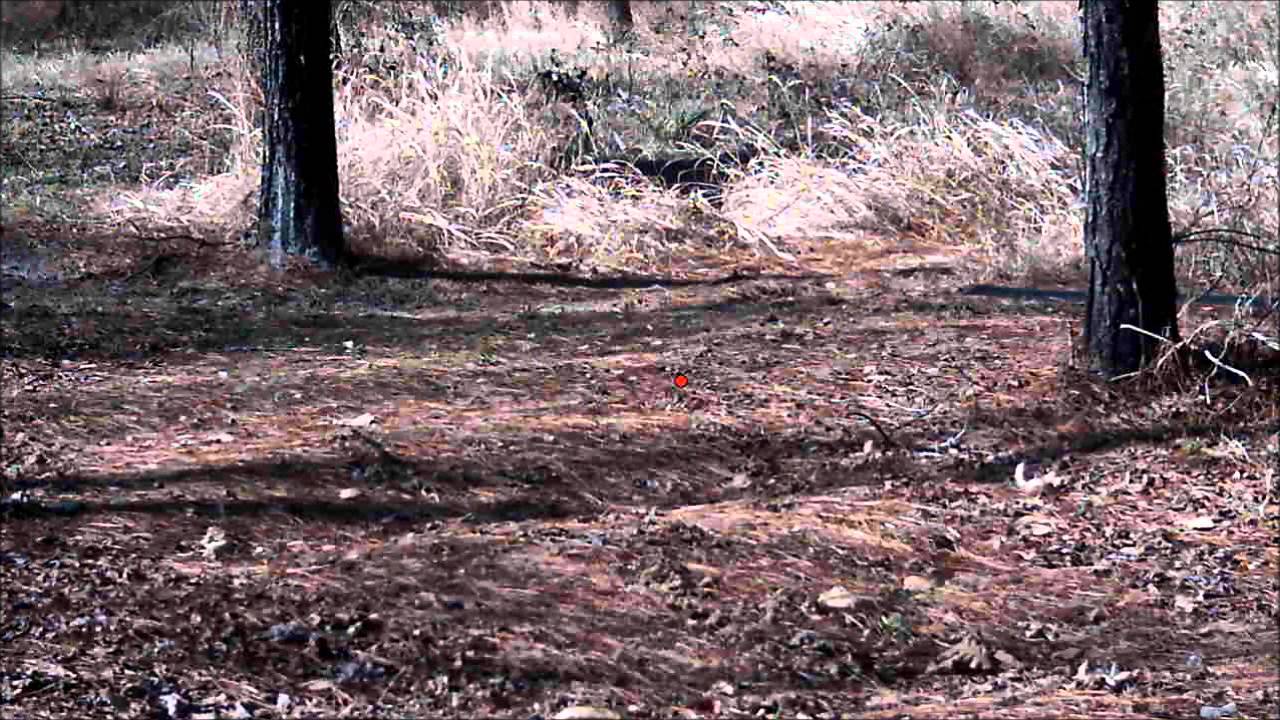 Clay Rabbit Pro Trap Shotkam Clays - Rabbits - YouTube