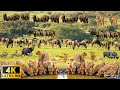 4K African Wildlife: Survival of Wild Animals in Kilimanjaro National Park With Real Sounds 4K Video
