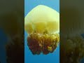 Watch These Jellyfish Float in Pure Magic #underwater #aesthetic #ocean